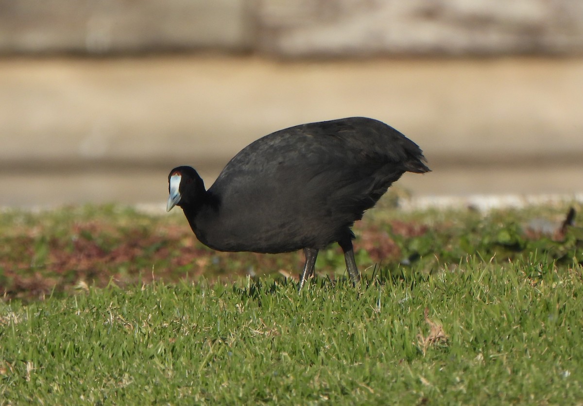 Red-knobbed Coot - ML647281649