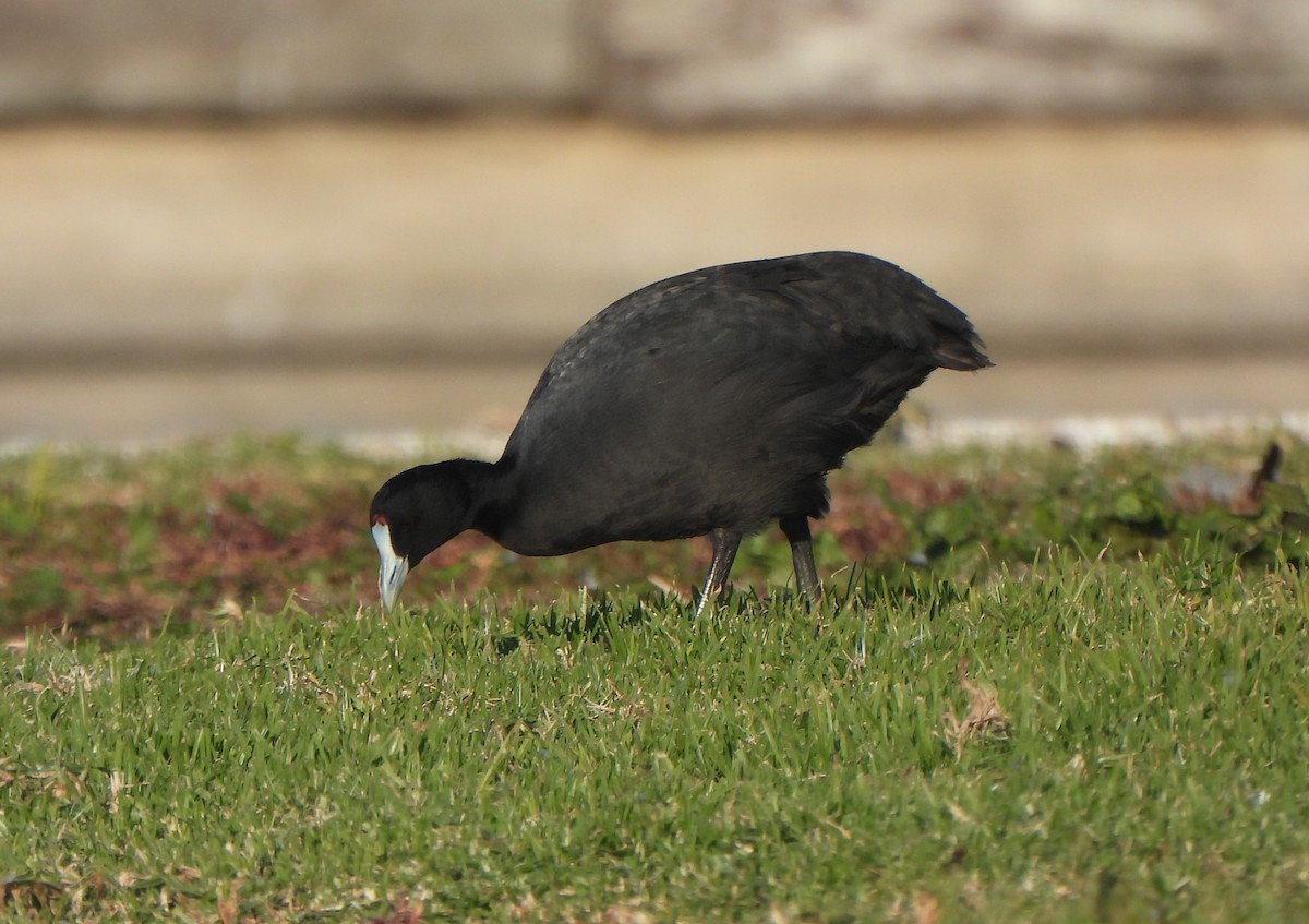 Red-knobbed Coot - ML647281650