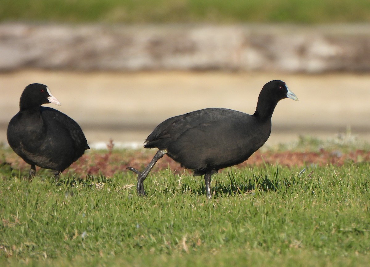 Red-knobbed Coot - ML647281651