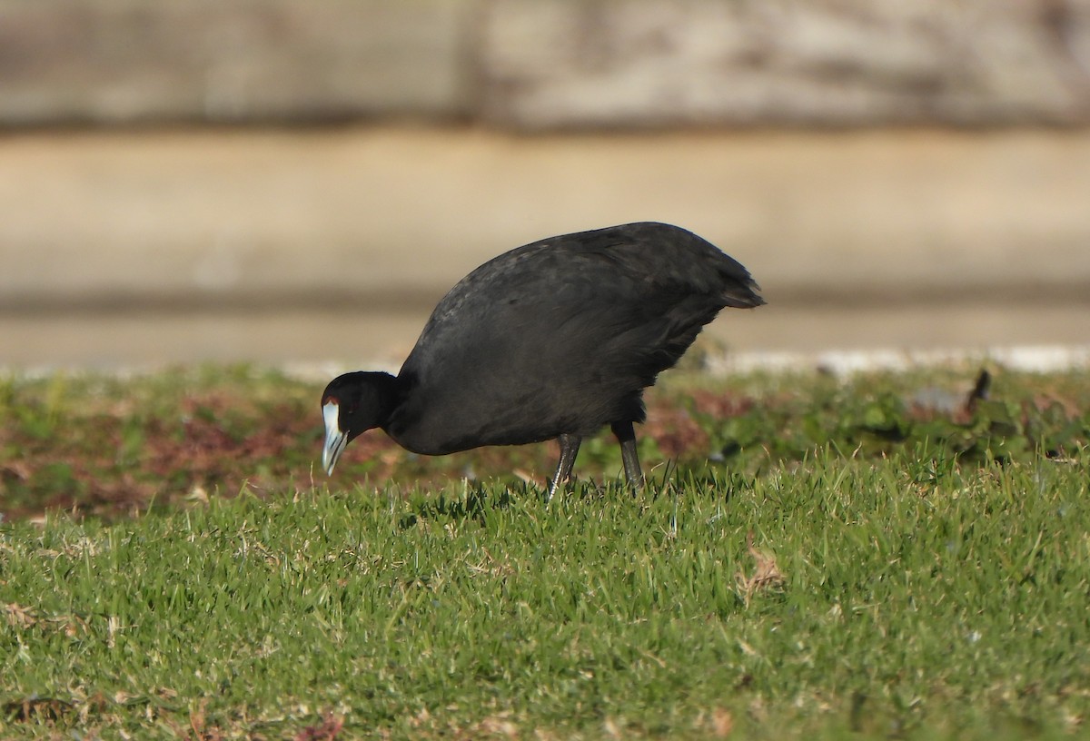 Red-knobbed Coot - ML647281652