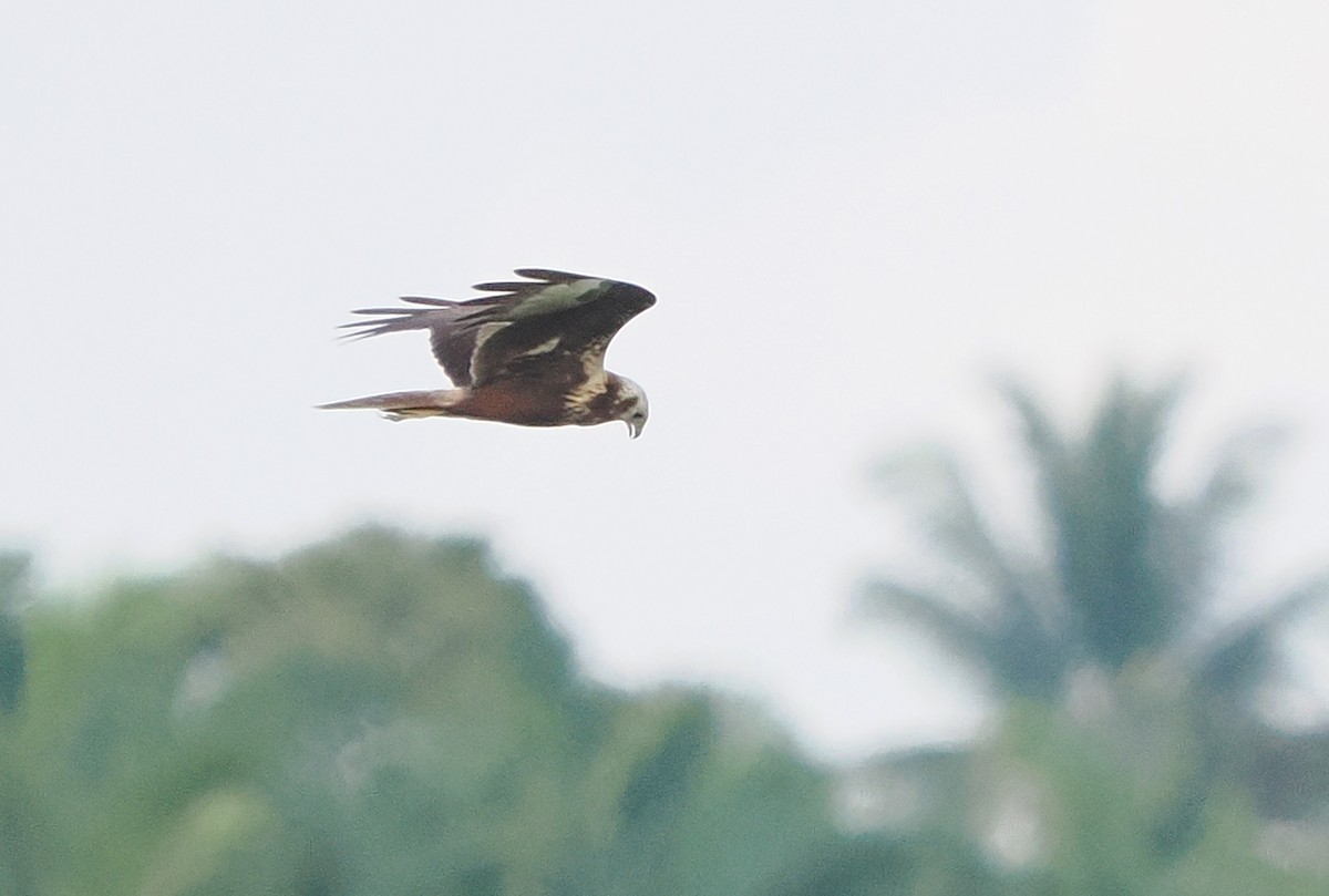 Eastern Marsh Harrier - ML647281659