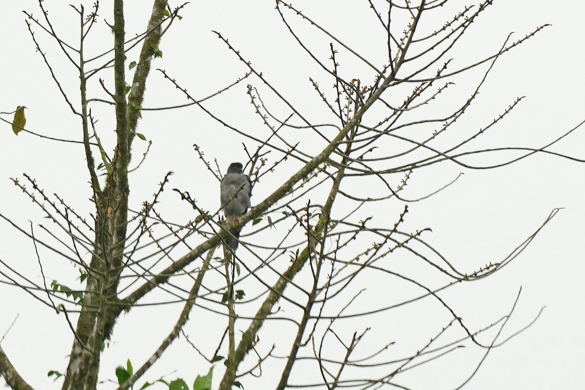 Bicolored Hawk - ML647281663