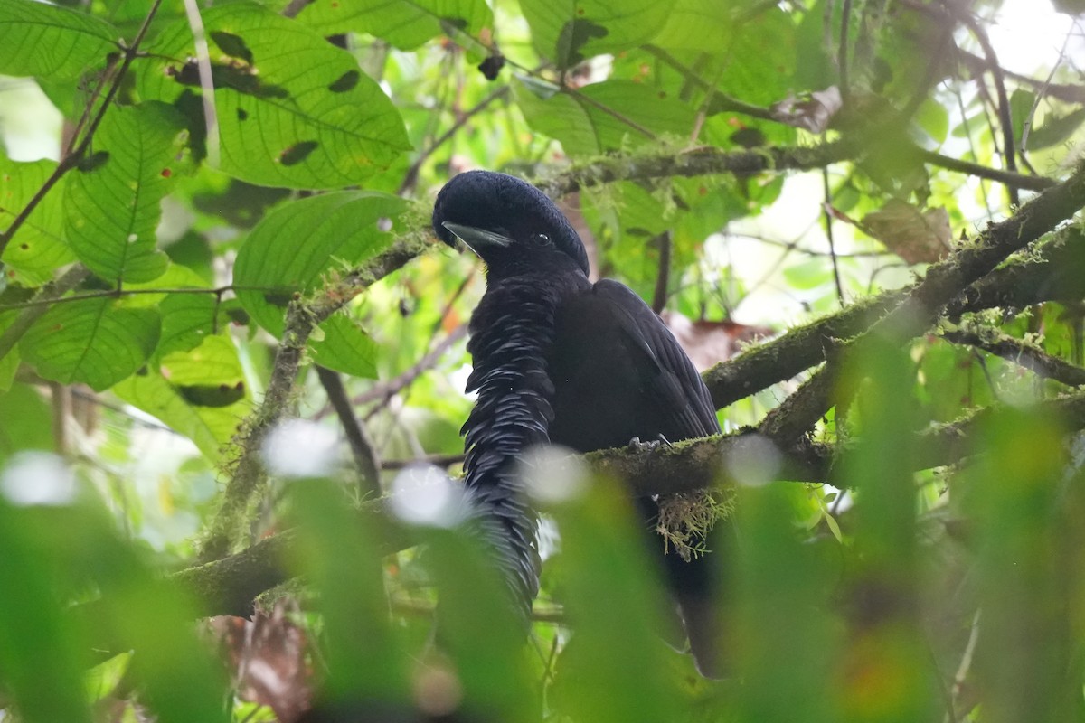 Long-wattled Umbrellabird - ML647281678