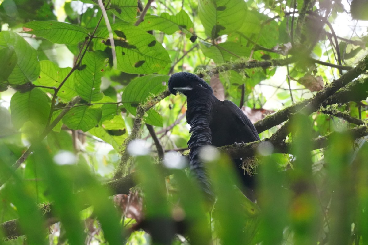 Long-wattled Umbrellabird - ML647281683