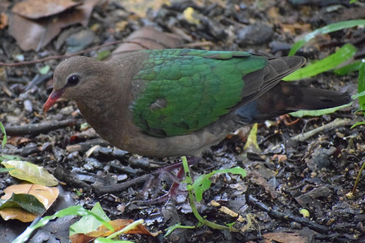 smaragddue - ML647281686