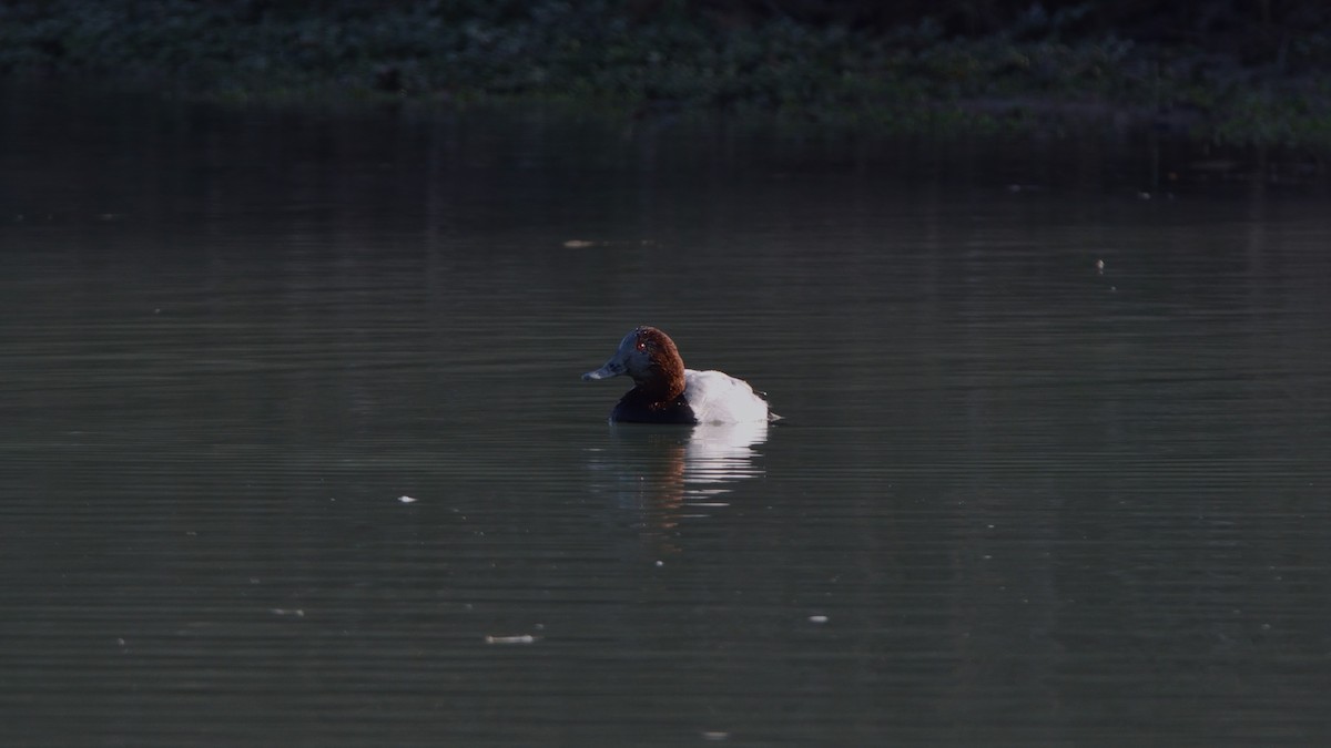 taffeland - ML647281688