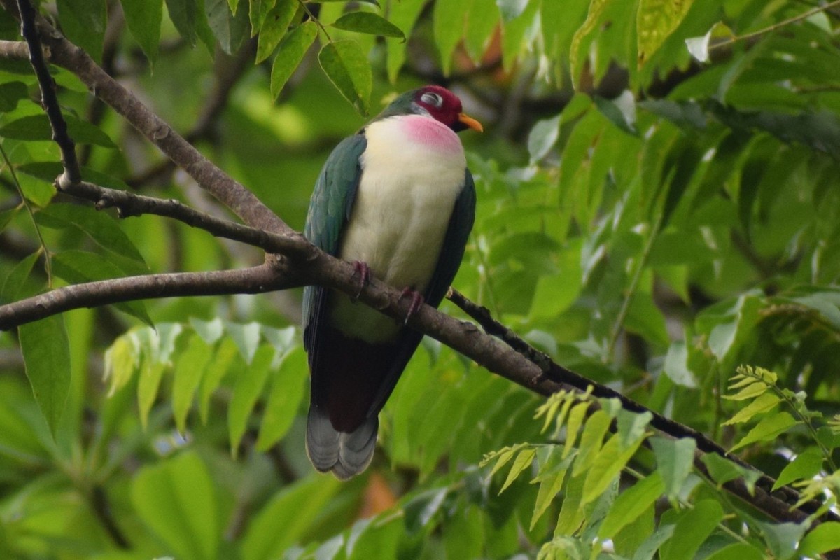 jambufruktdue - ML647281691