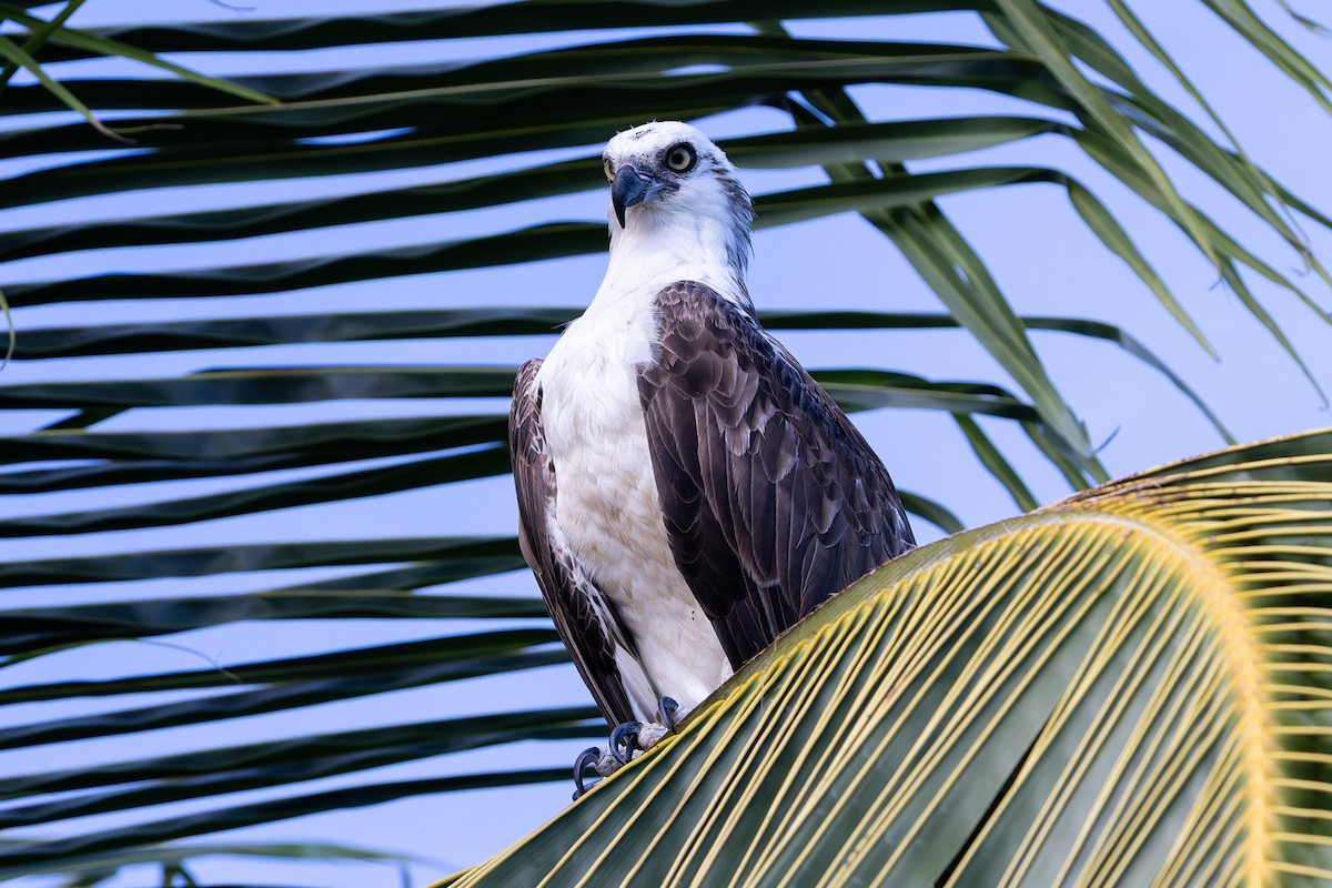 Загасч явлаг - ML647281693