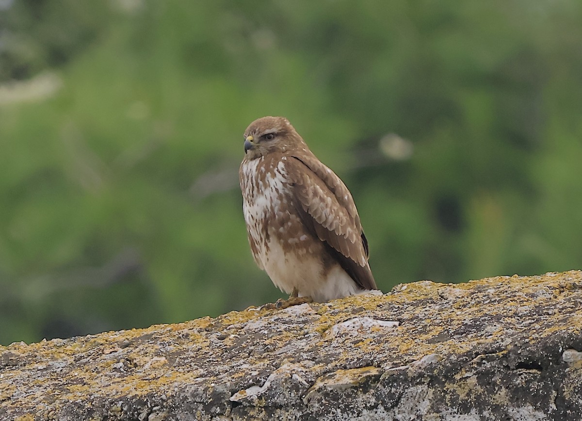 Buse variable - ML647281706