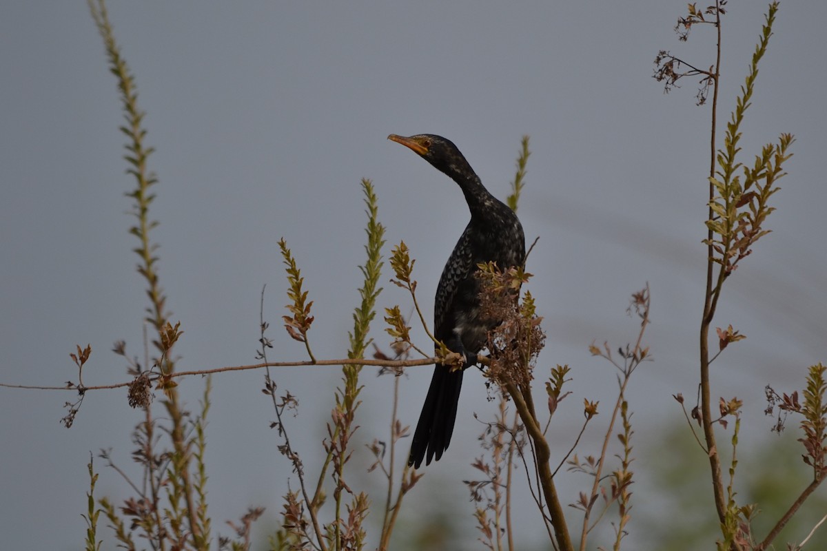 アフリカコビトウ - ML647281707