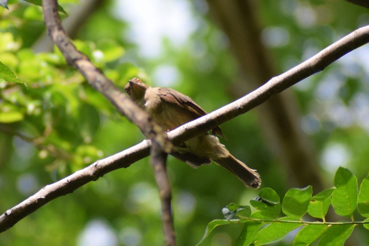 rødøyebylbyl - ML647281710