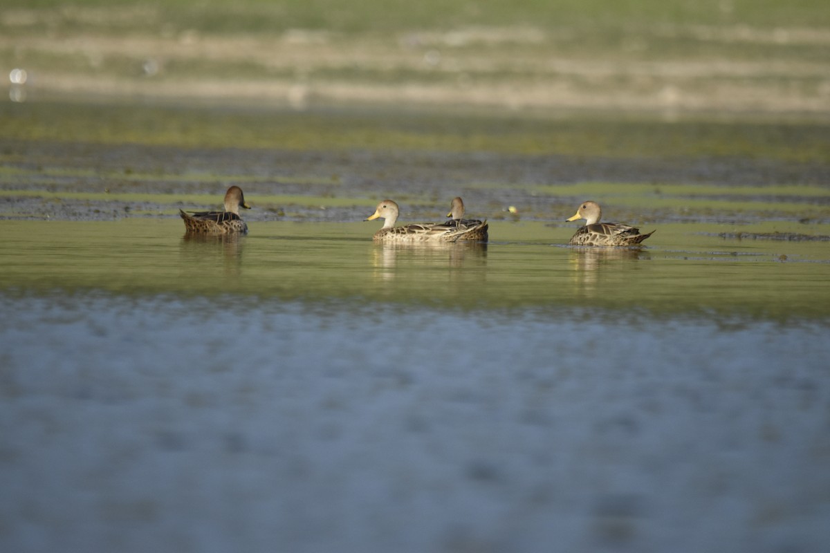 Шилохвіст жовтодзьобий - ML647281721