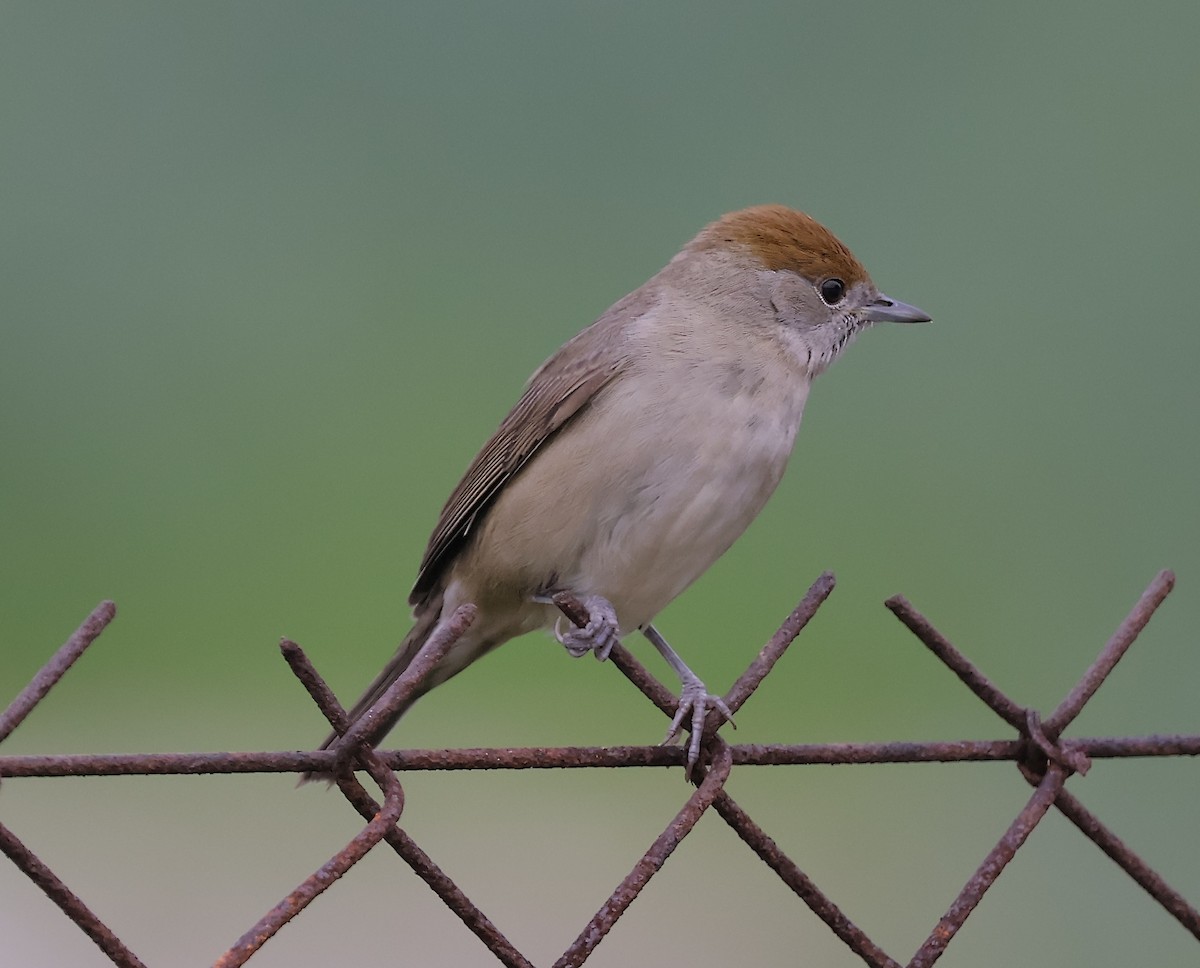 Fauvette à tête noire - ML647281727