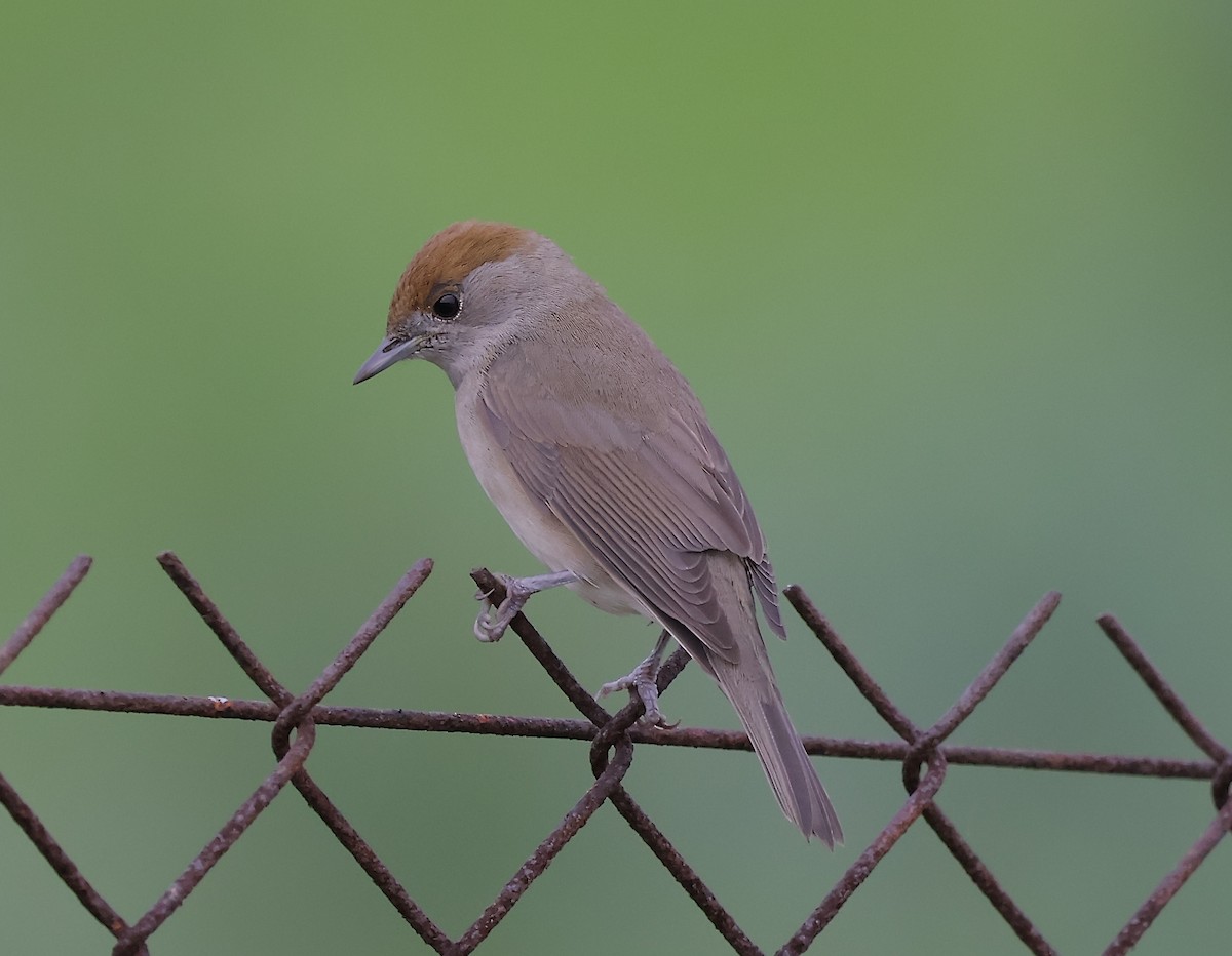 Fauvette à tête noire - ML647281728