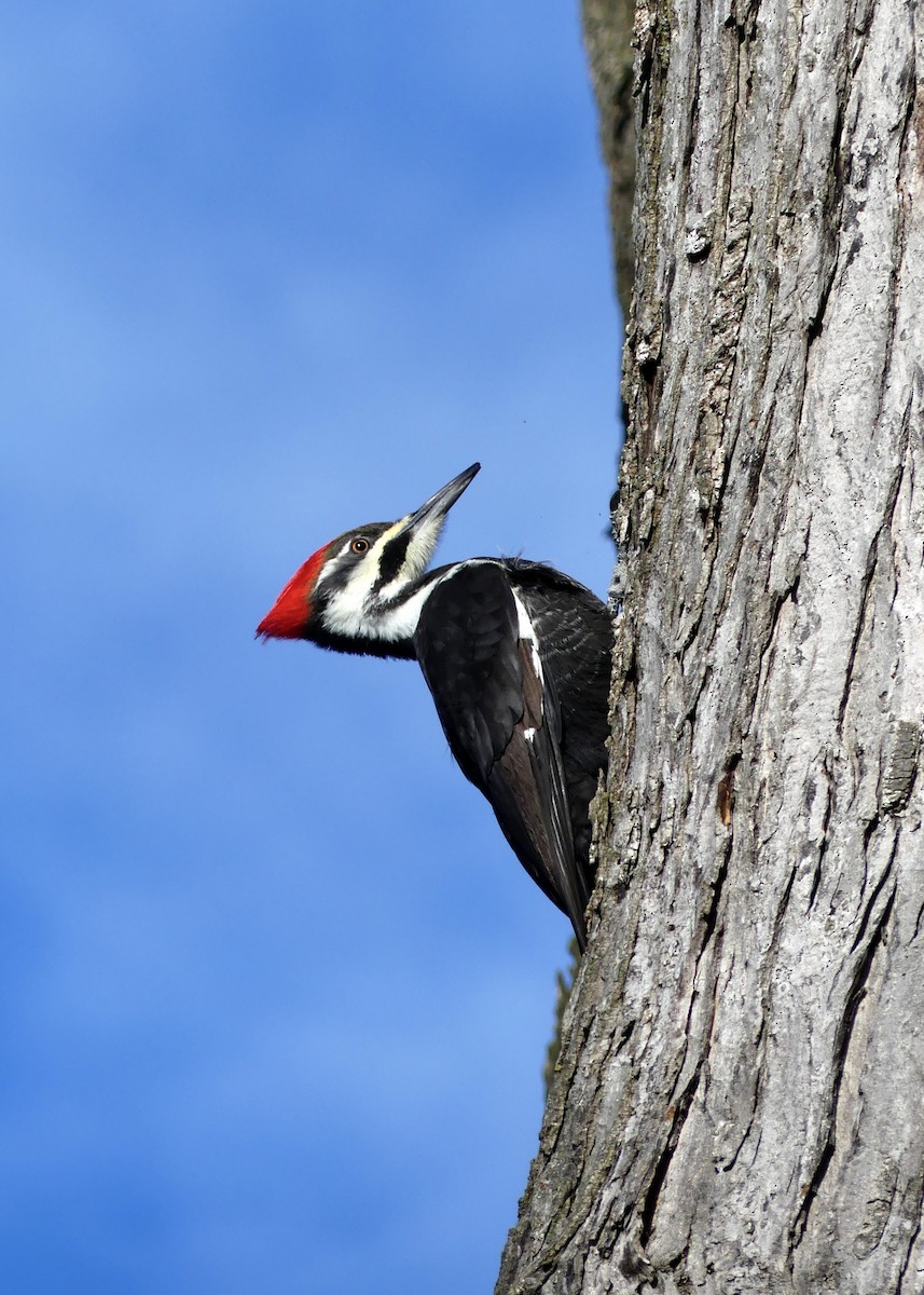 エボシクマゲラ - ML647281738