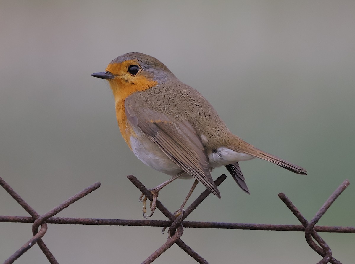 Rougegorge familier - ML647281741