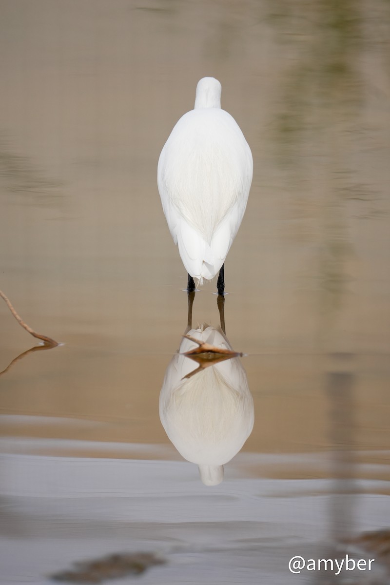 Little Egret - ML647281744