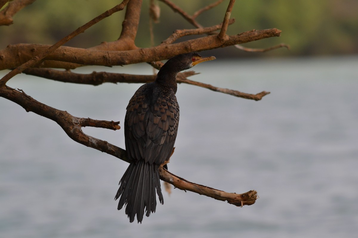 アフリカコビトウ - ML647281752