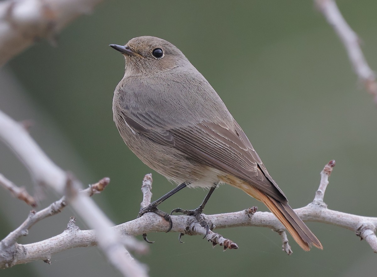 Rougequeue noir - ML647281753