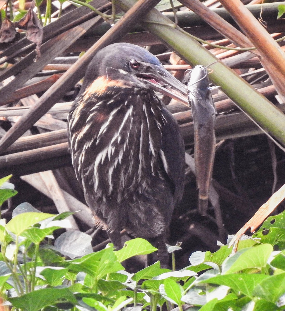Black Bittern - ML647281768