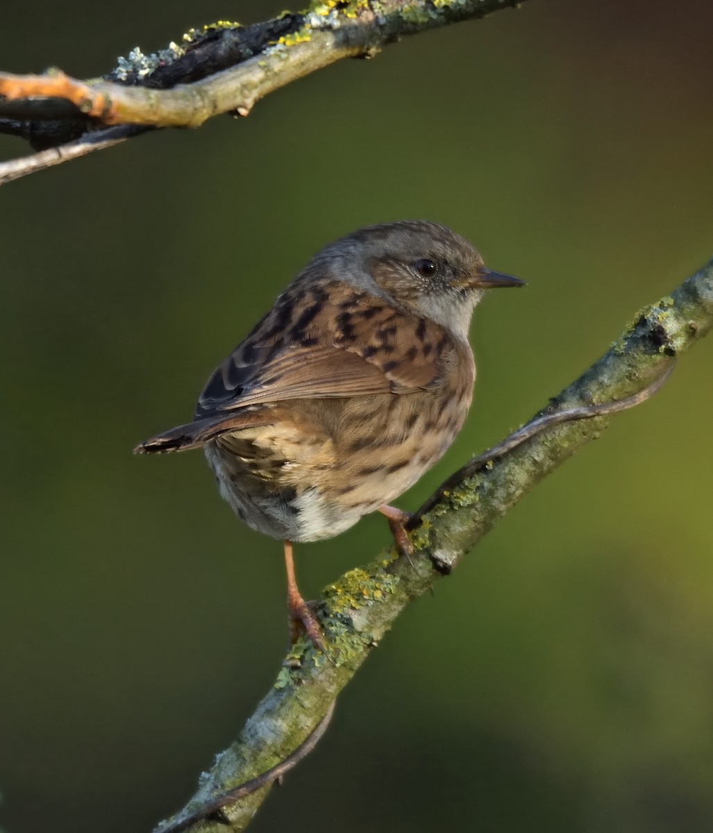 Dunnock - ML647281769