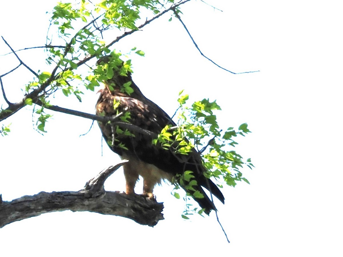 Tawny Eagle - ML647281779