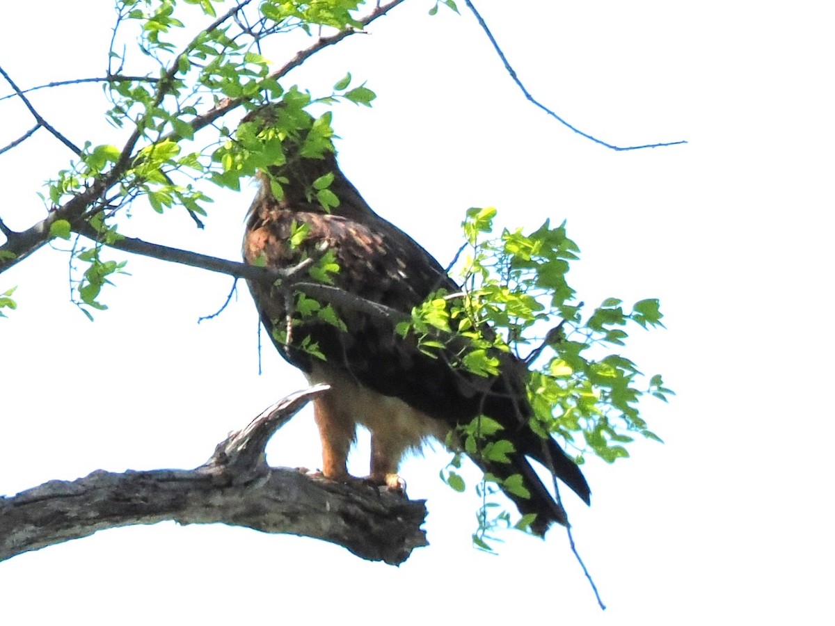 Tawny Eagle - ML647281780