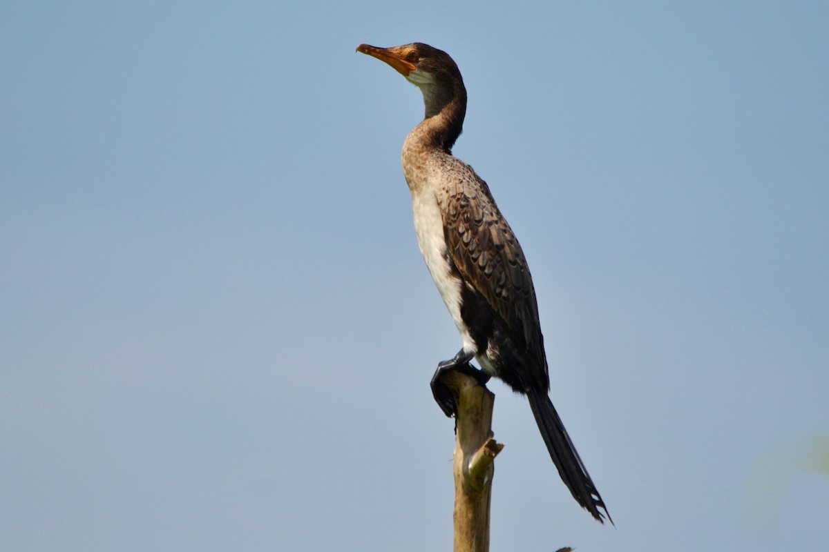 アフリカコビトウ - ML647281784