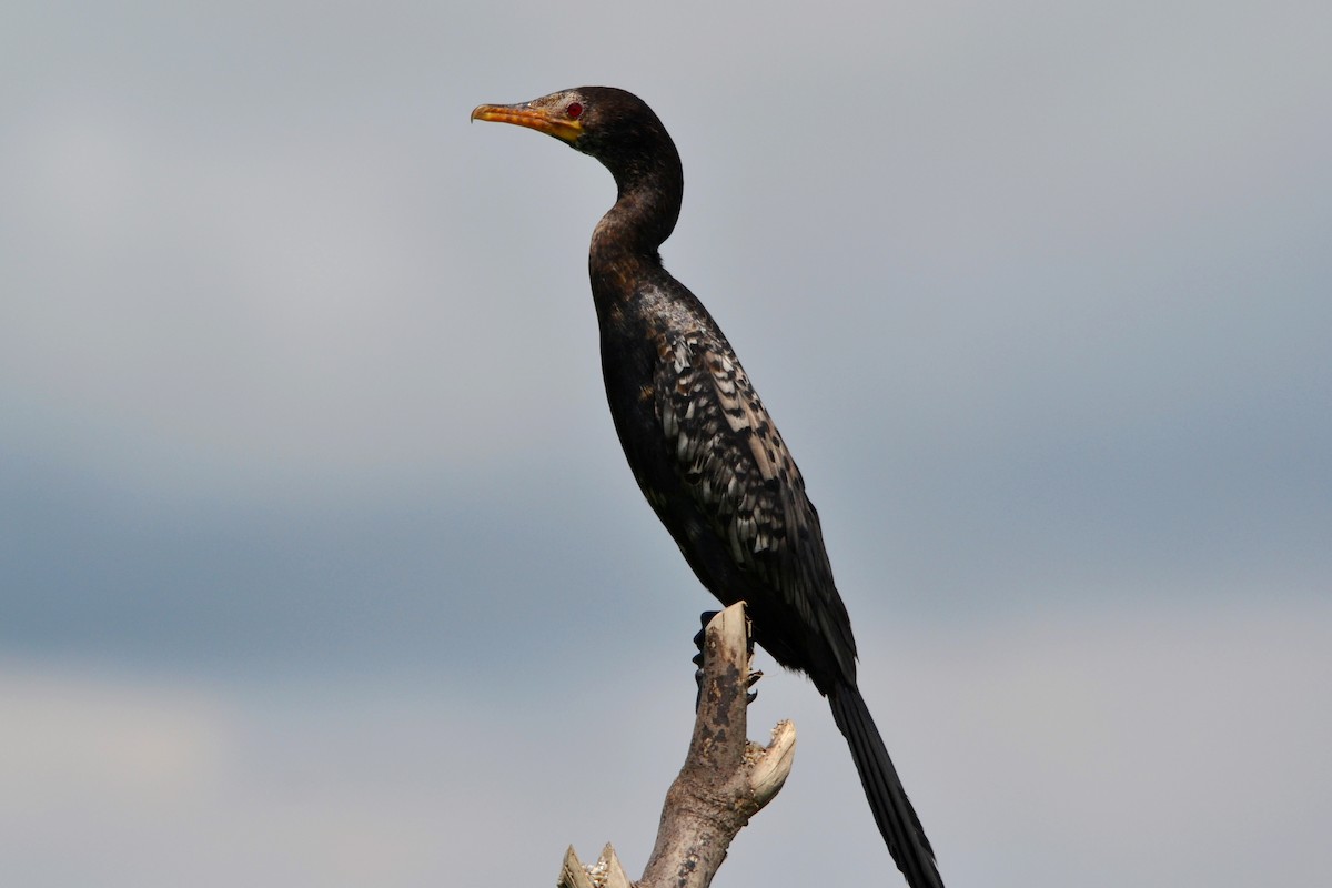 アフリカコビトウ - ML647281785
