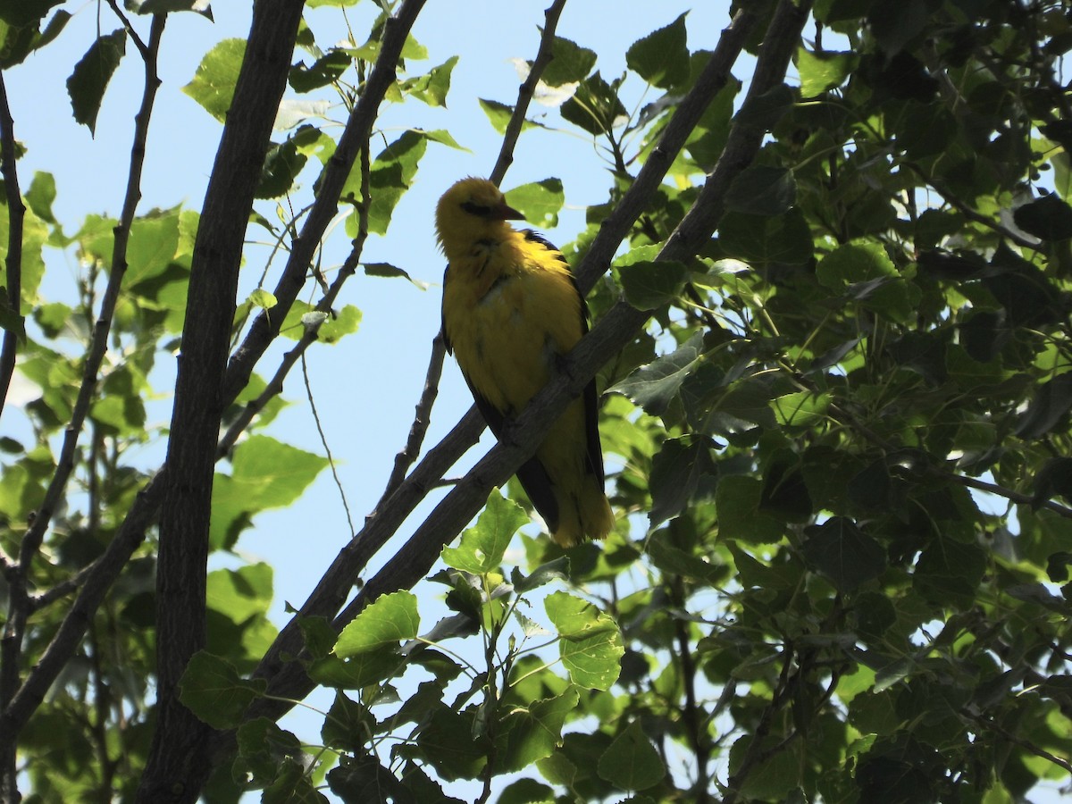 Eurasian Golden Oriole - ML647281788