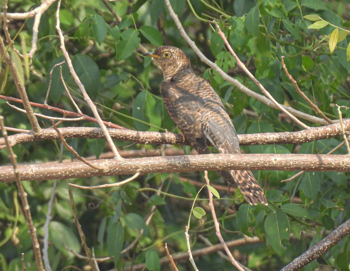 Common Cuckoo - ML647281789