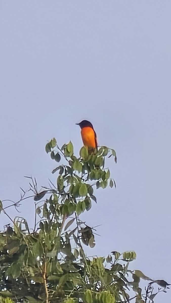 Orange Minivet - ML647281790