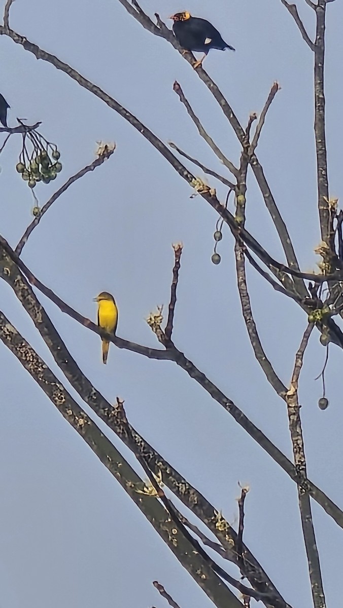 Orange Minivet - ML647281791