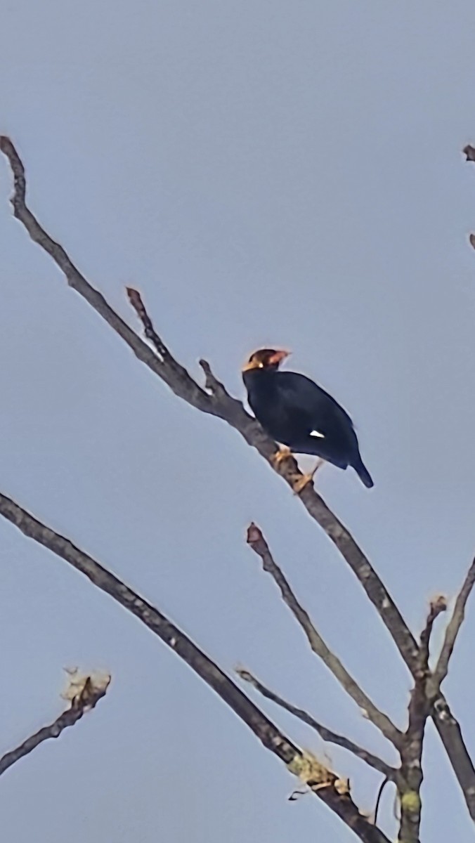 Southern Hill Myna - ML647281794