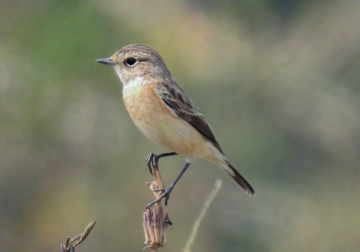 Siberian Stonechat - ML647281797
