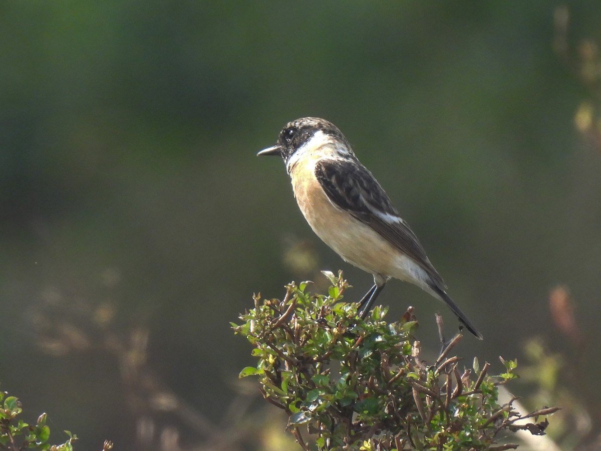 Siberian Stonechat - ML647281798