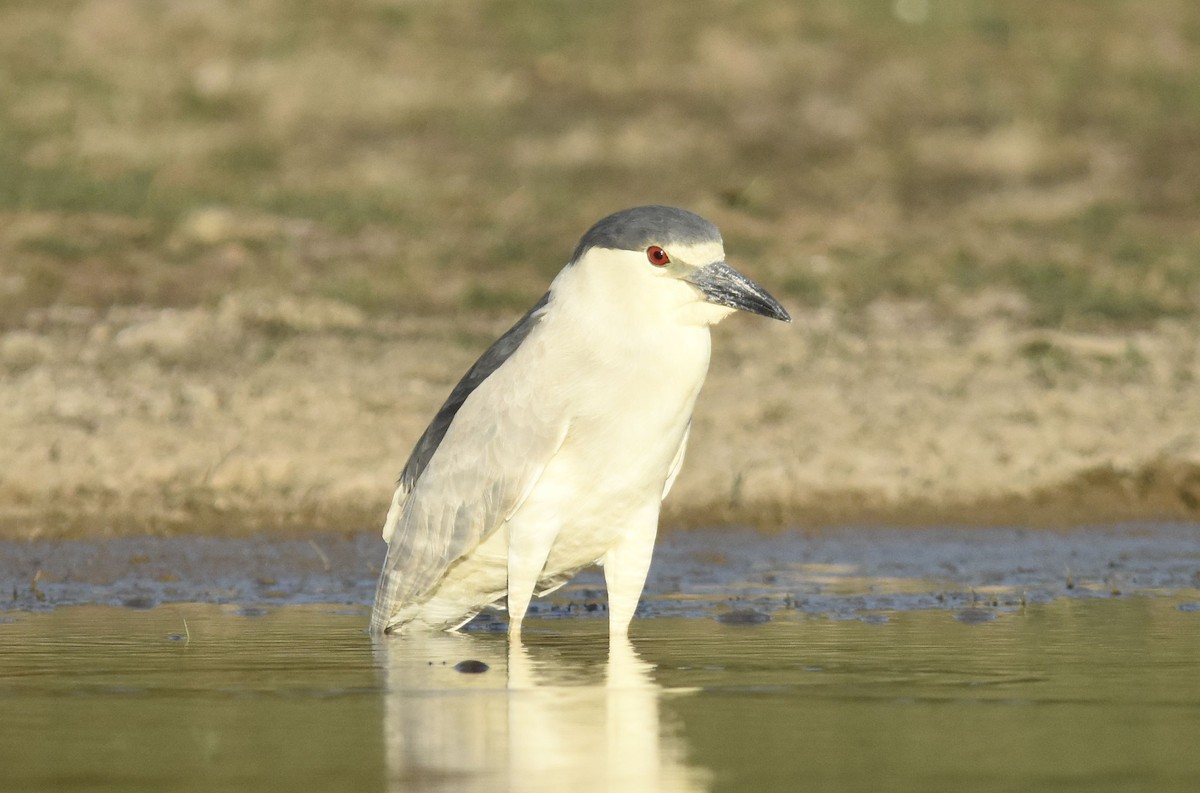 kvakoš noční - ML647281806