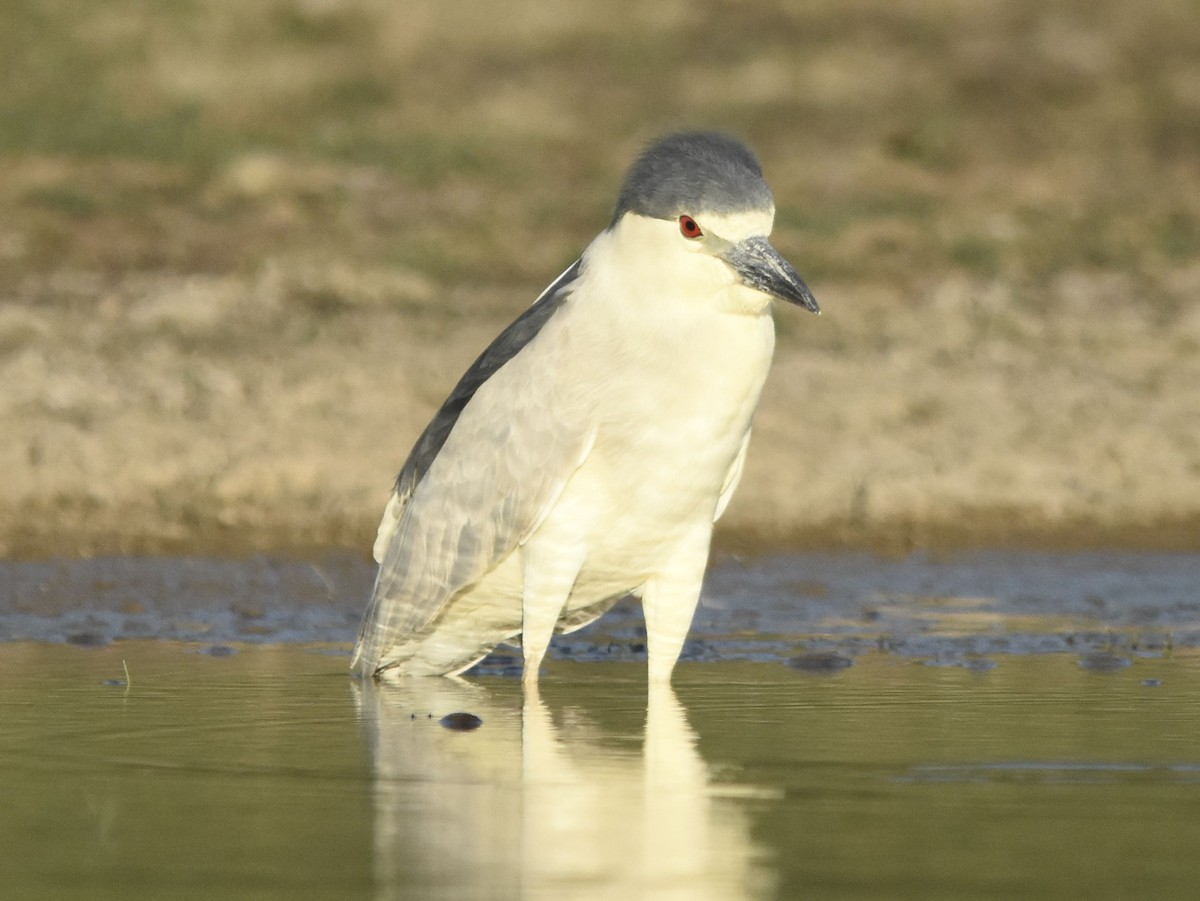 kvakoš noční - ML647281807