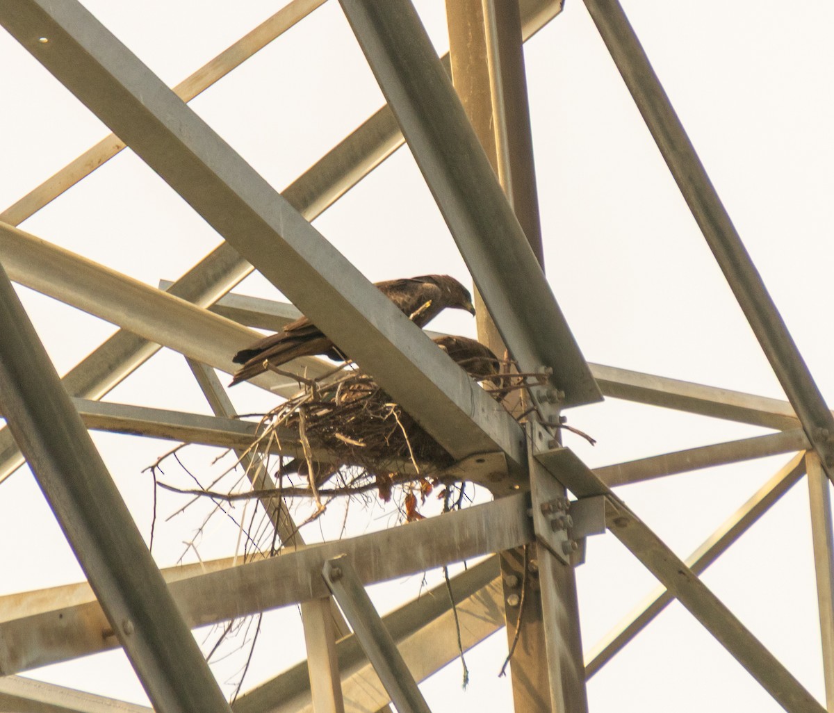 Black Kite - ML647281809