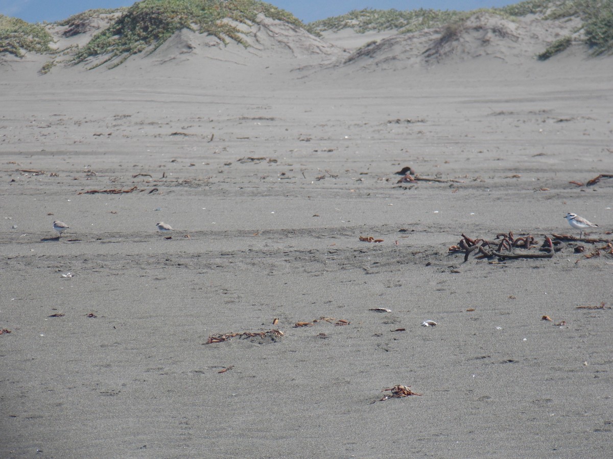Snowy Plover - ML647281830