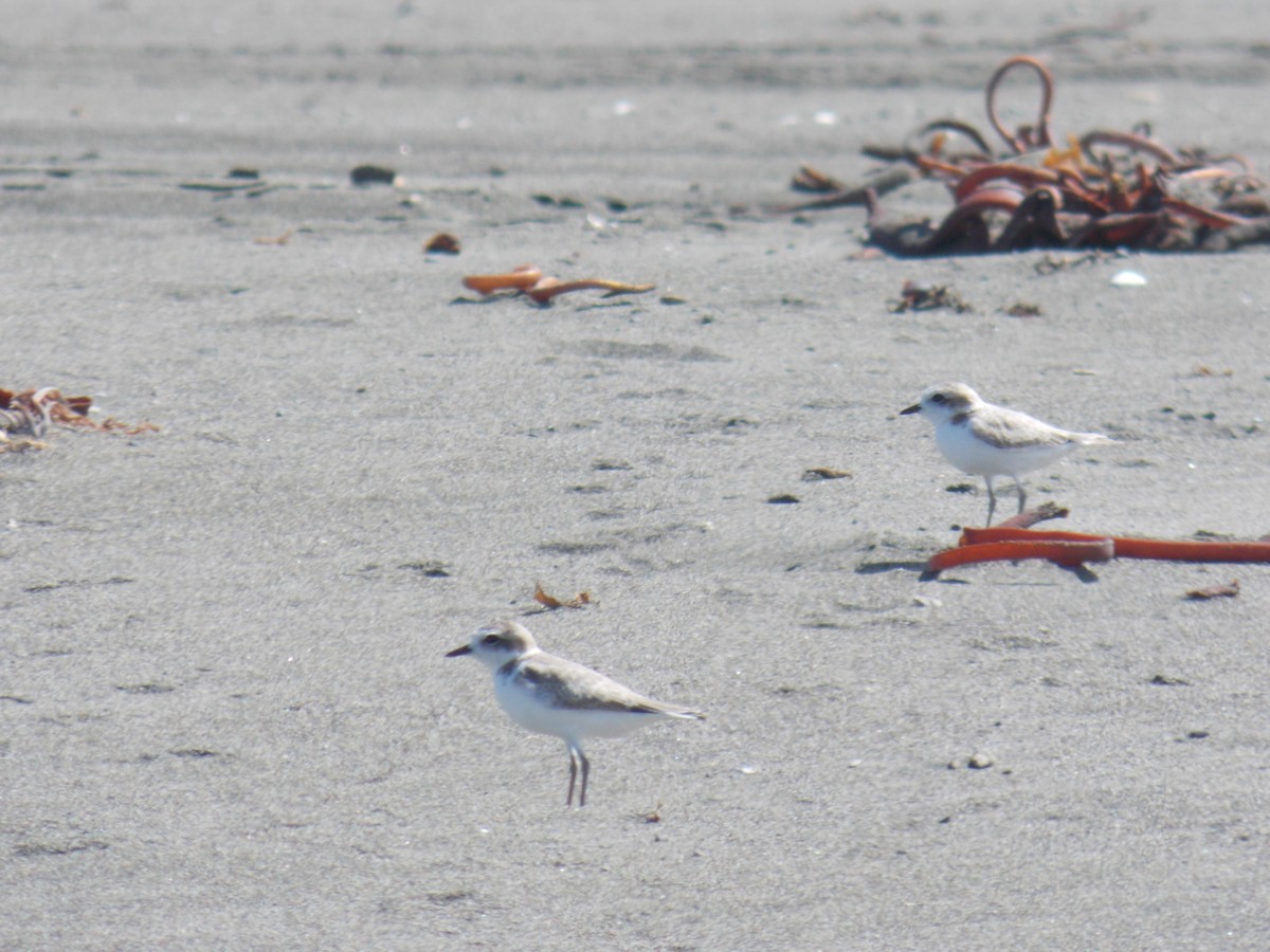 Snowy Plover - ML647281832