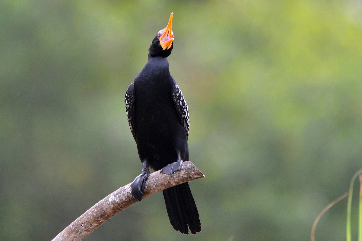 アフリカコビトウ - ML647281839