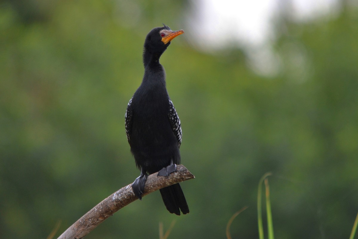 アフリカコビトウ - ML647281843