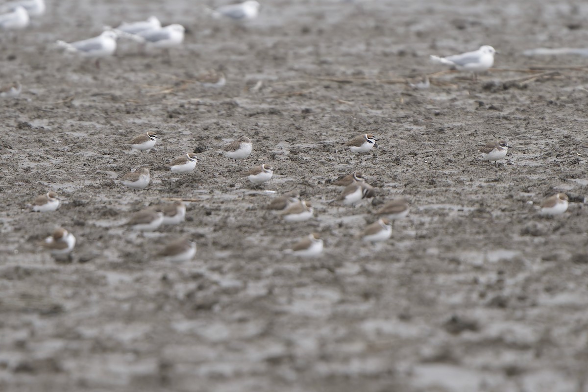 Kentish Plover (Kentish) - ML647281850