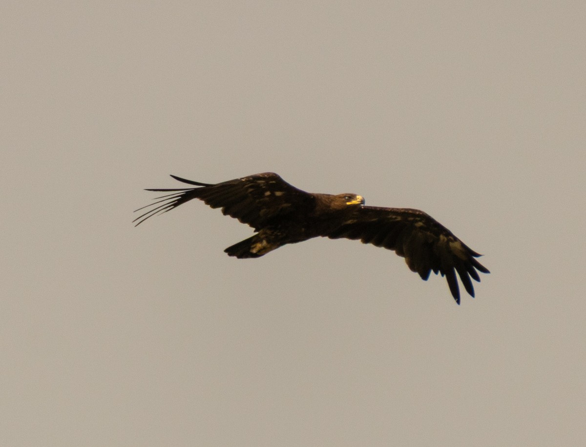 Greater Spotted Eagle - ML647281862