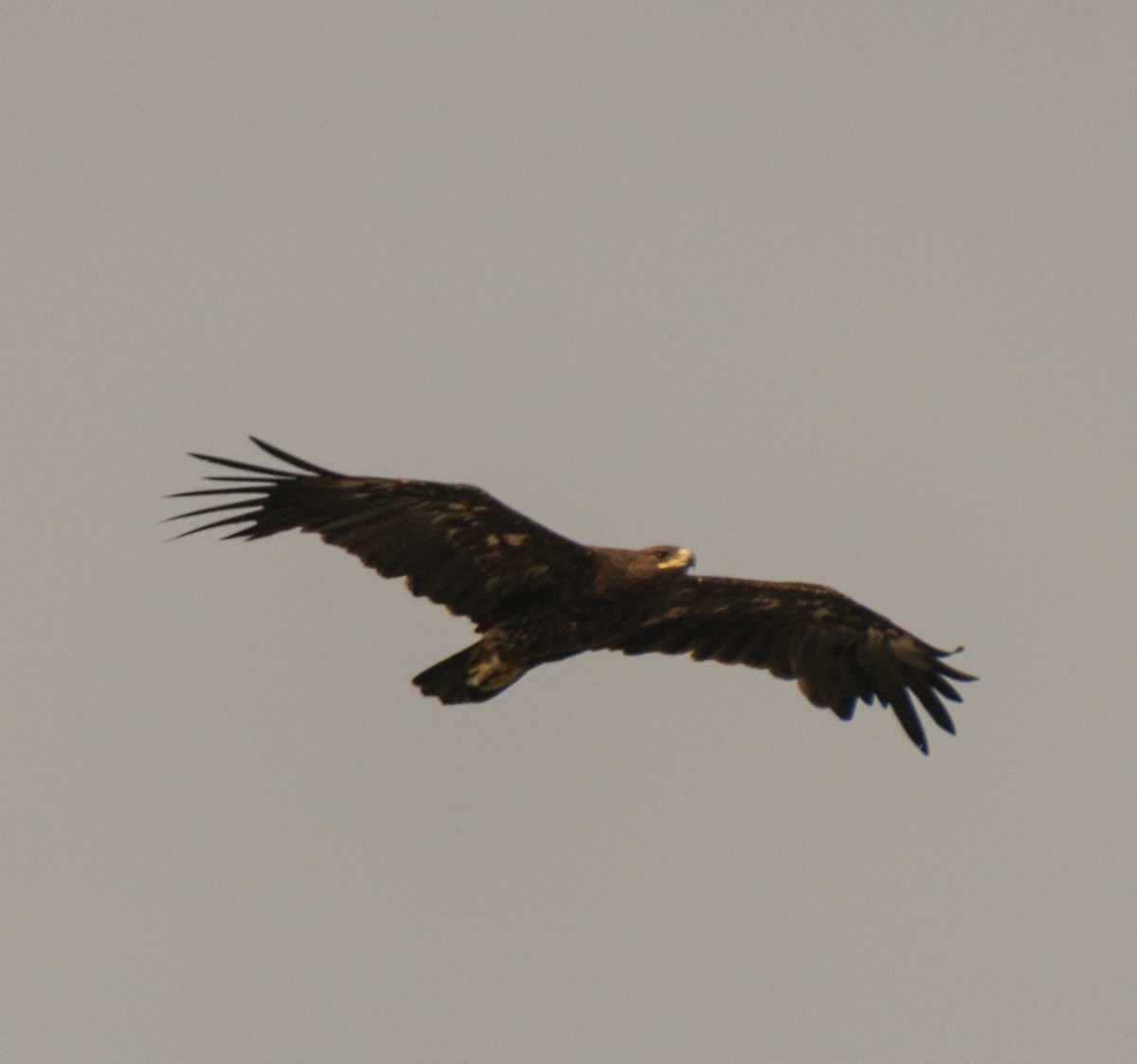 Greater Spotted Eagle - ML647281863