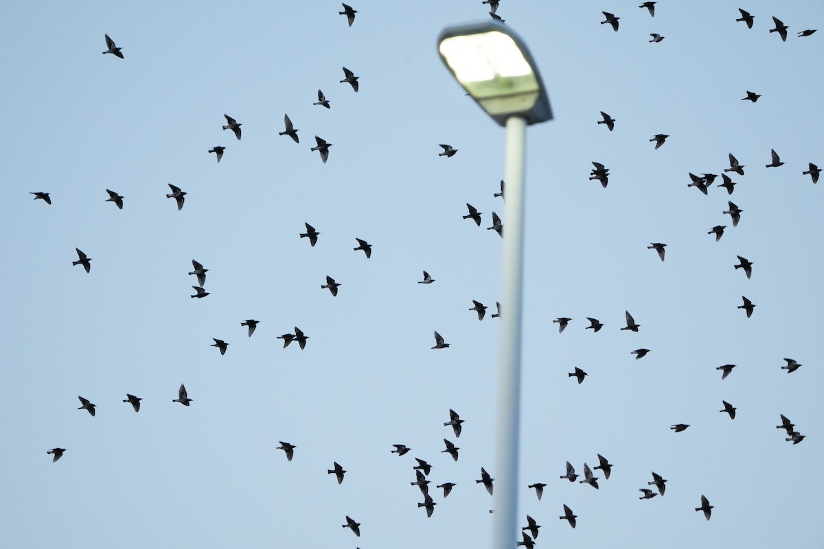 Estornino Piquirrojo - ML647281870