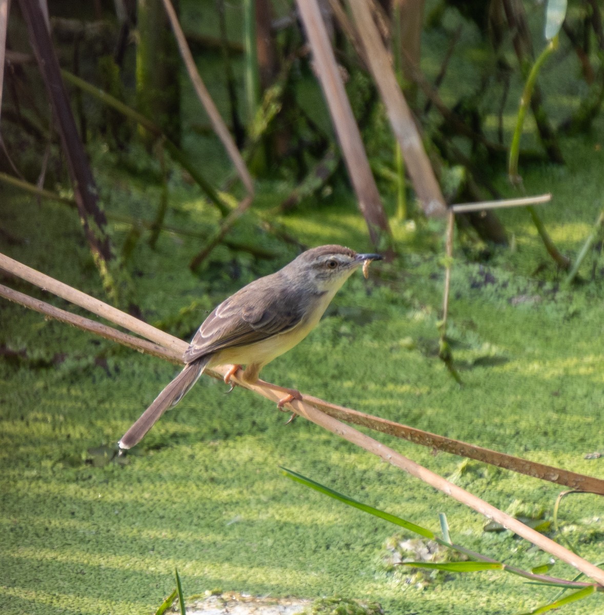 Prinia Sencilla - ML647281874