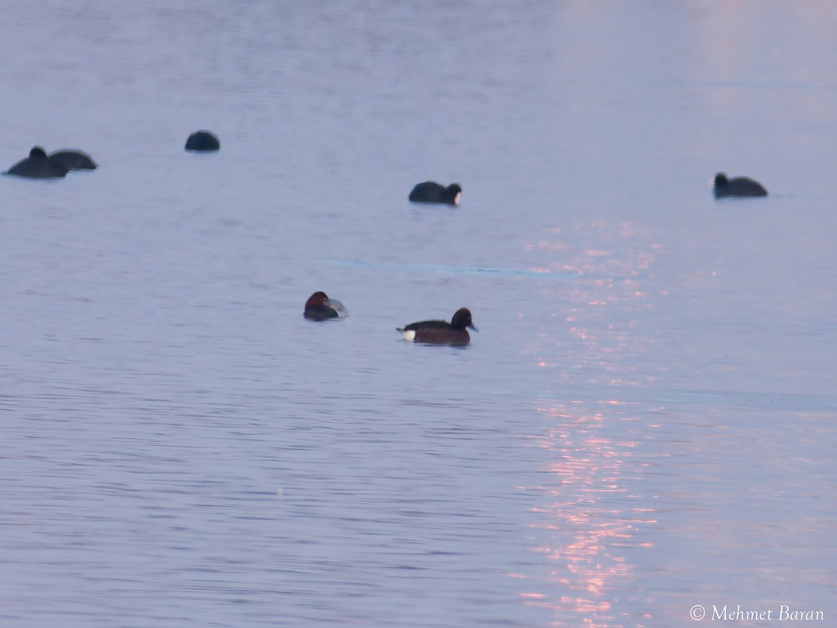 Porrón Pardo - ML647281875