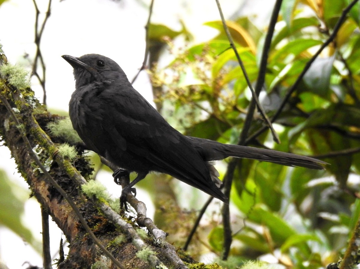 Guardabosques Oscuro - ML647281877